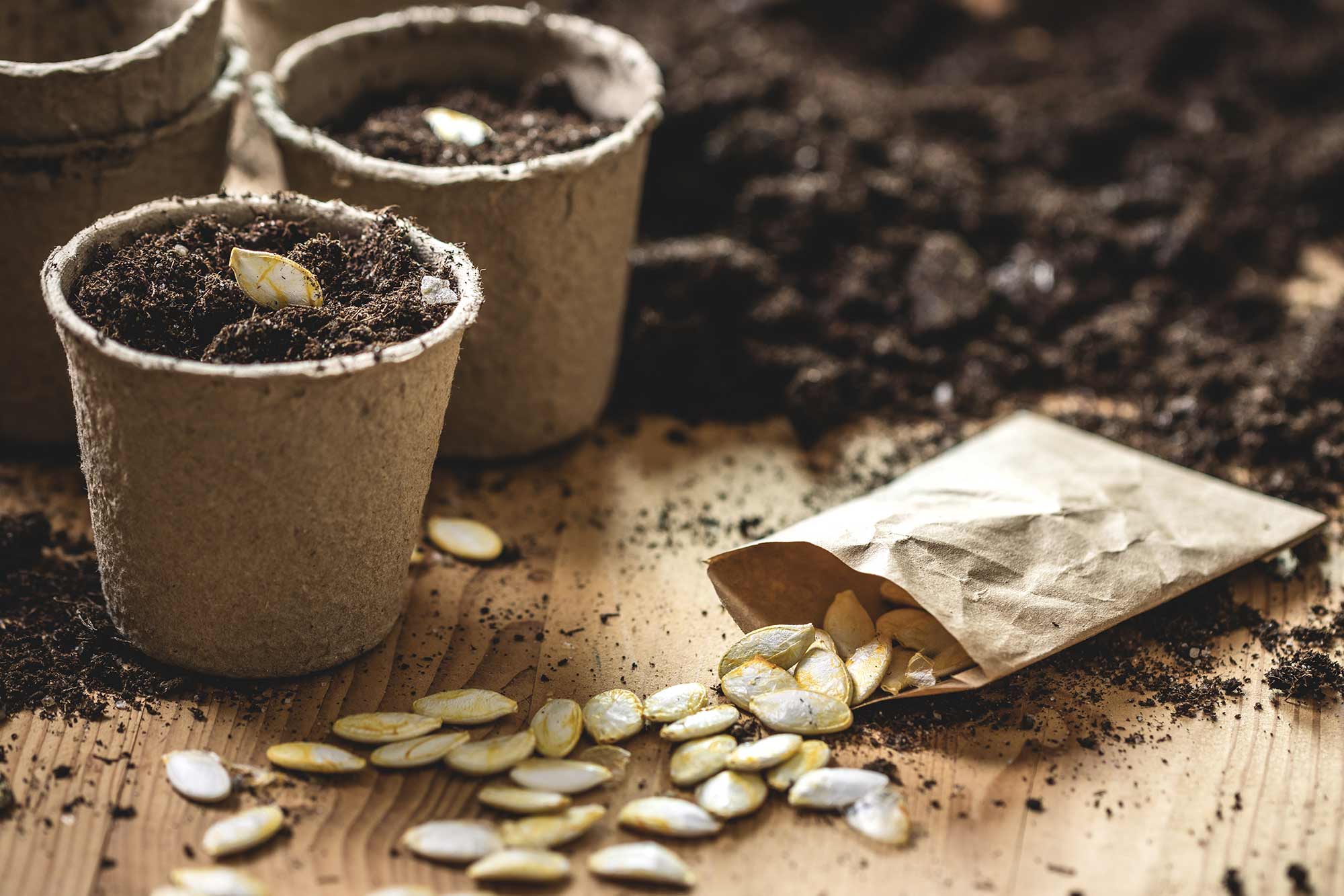 Seed Giveaway | Hand holding soil above ground | Soil Test & Seed Giveaway | RI Home Show